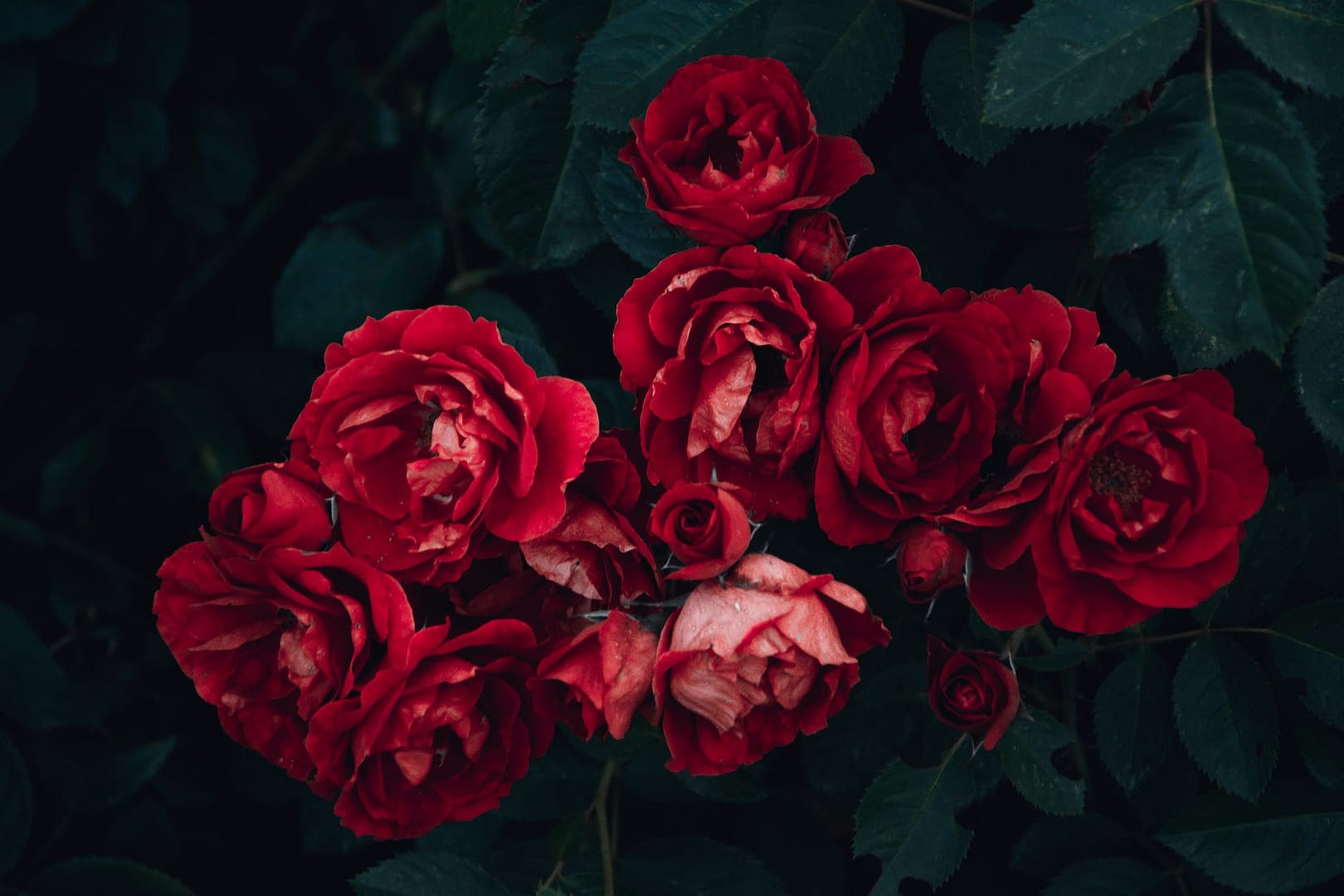 red rose and green leafed