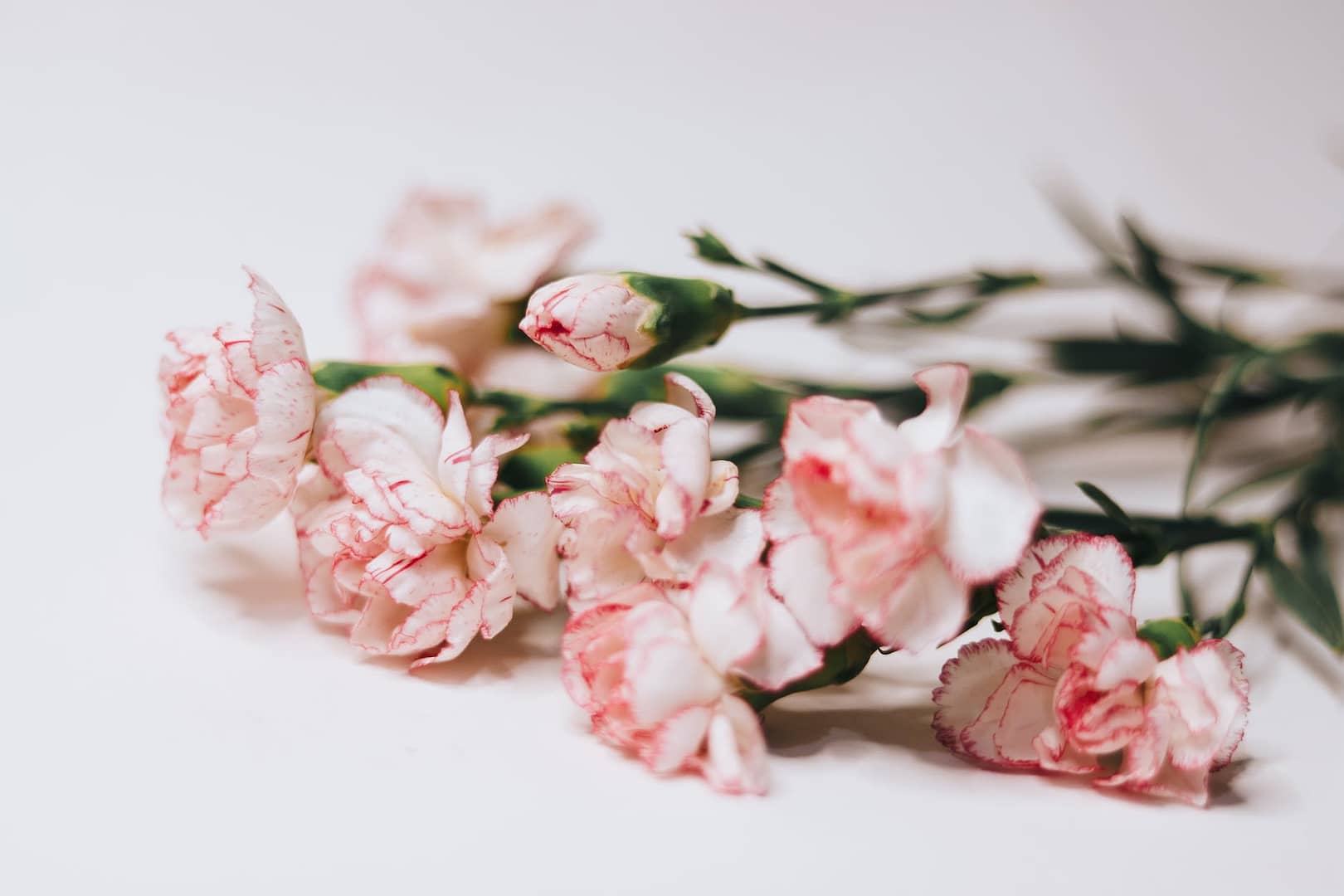 close up of white and pink carnations