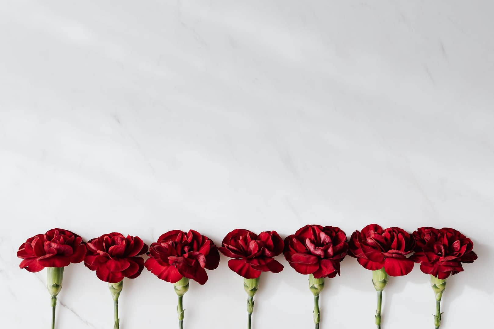 fresh dark red carnations on white background