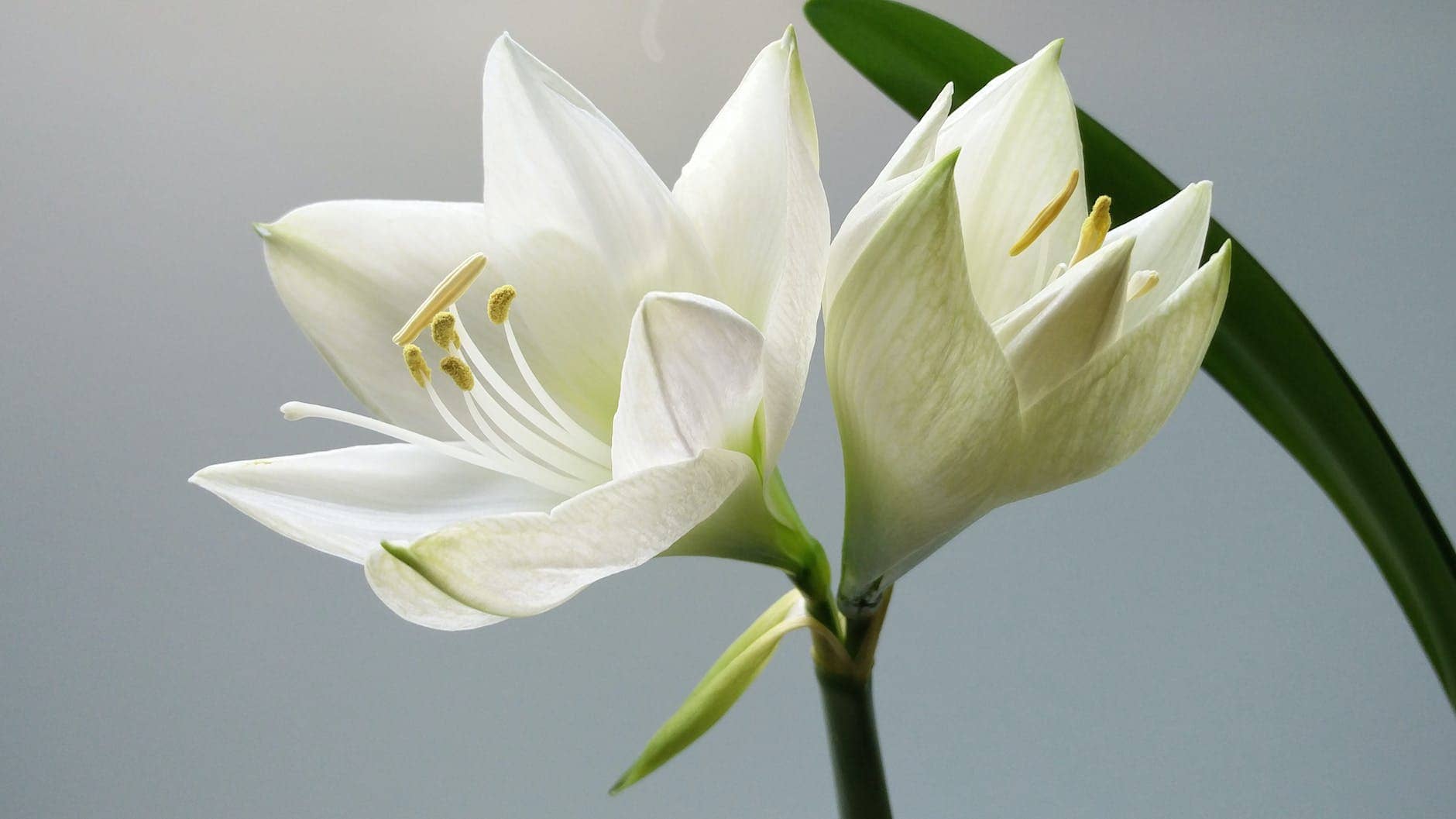 close up photography of white amaryllis flowers