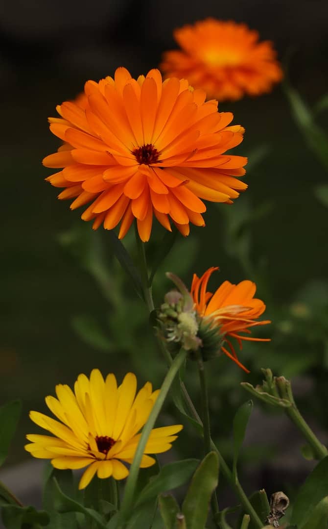 orange and yellow flower in tilt shift lens