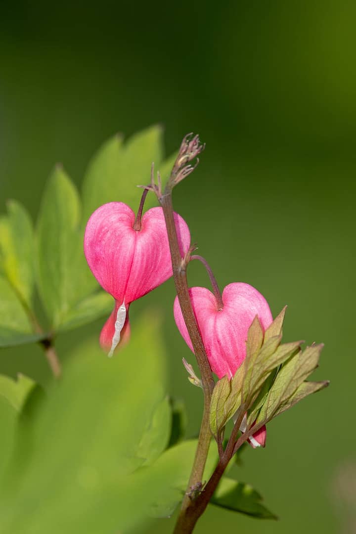 love flowers summer garden