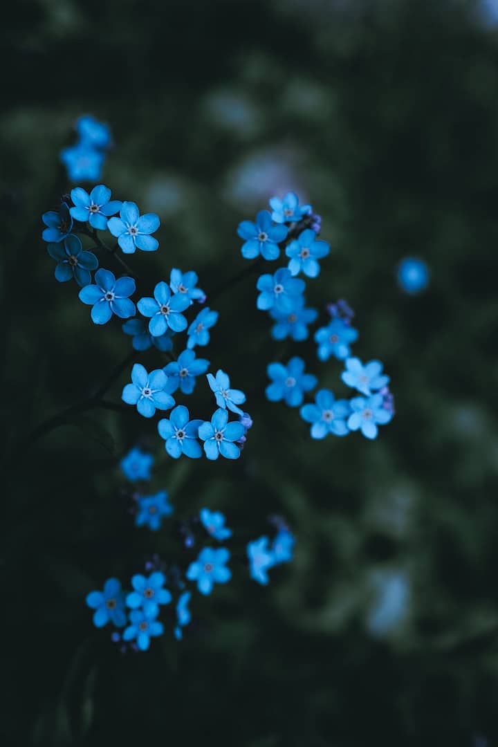 close up of forget me not flowers