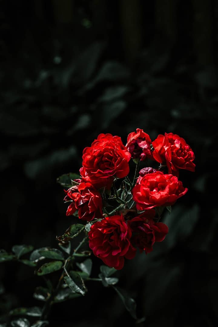 close up photo of red roses