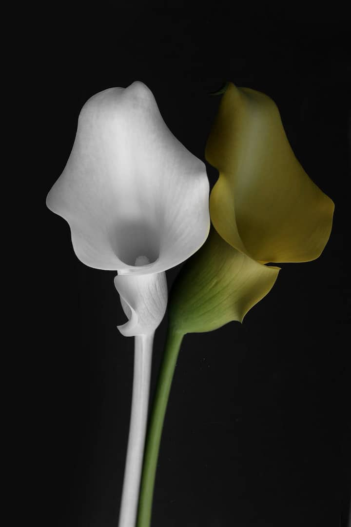 close up shot of white and yellow calla lilies in bloom