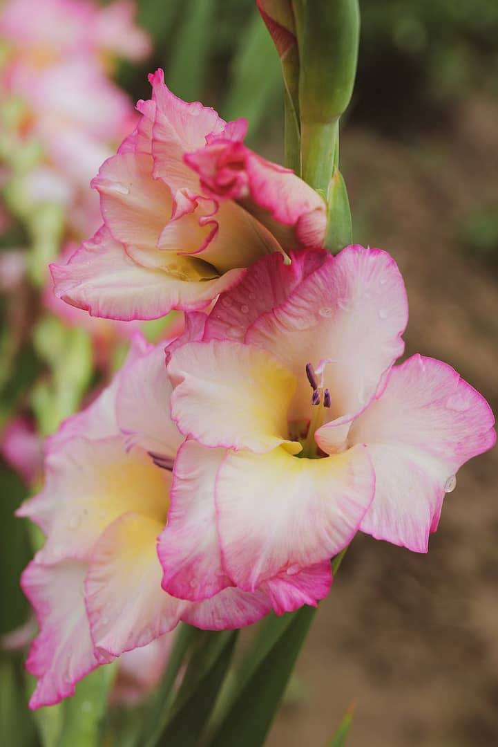 close up of pink gladiolus