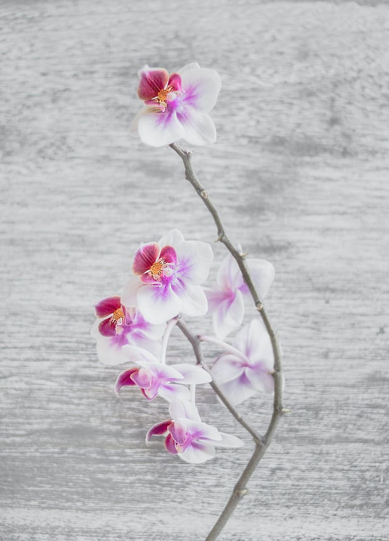 close up photo of white and pink moth orchid flowers