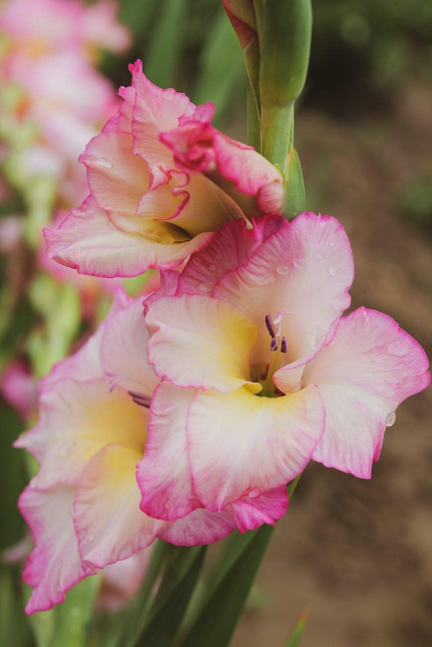 close up of pink gladiolus